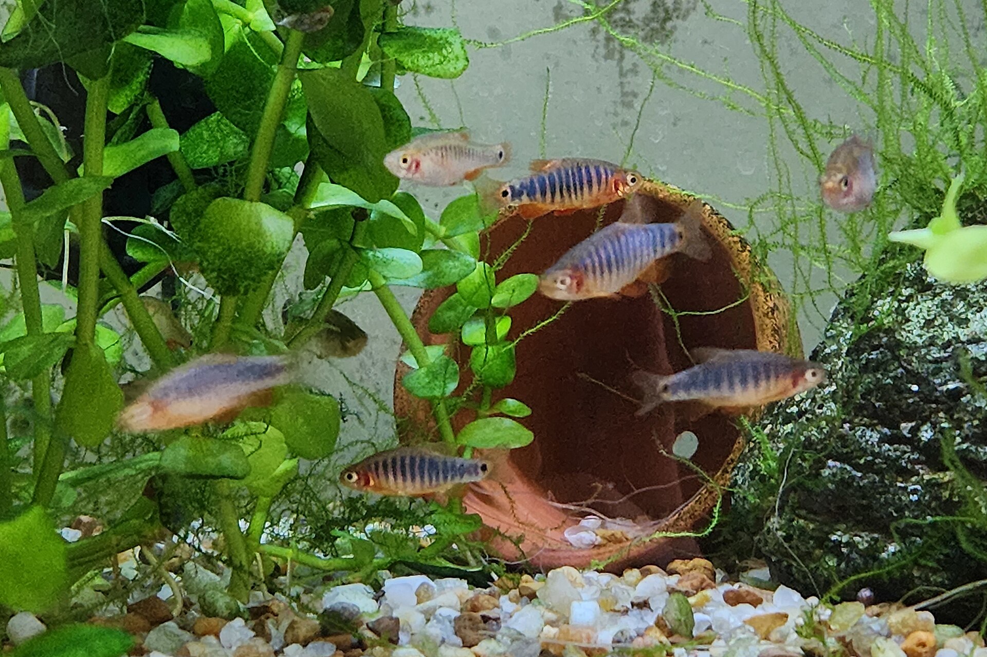 A school of emerald dwarf rasboras in a freshwater aquarium