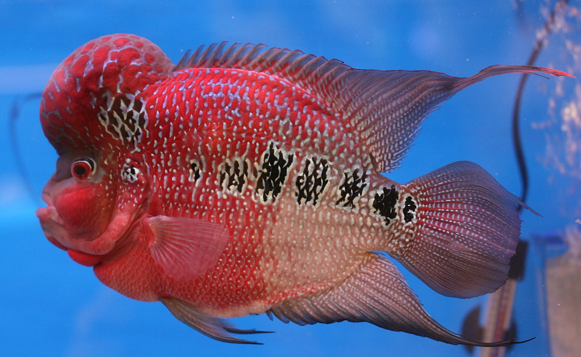 Red Flowerhorn cichlid with a large nuchal hump swimming in profile