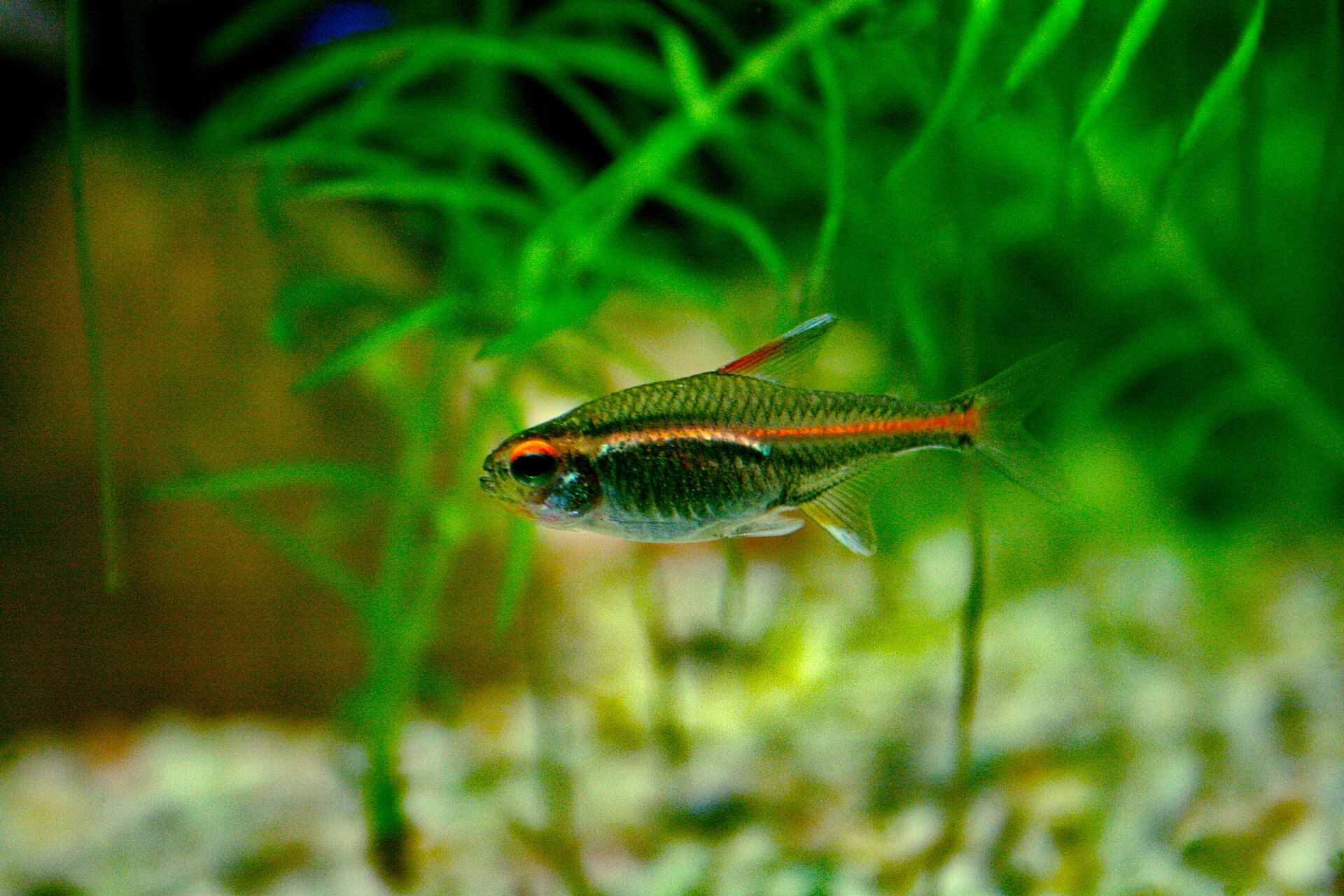 Glowlight Tetra with a bright orange stripe swimming in a planted tank