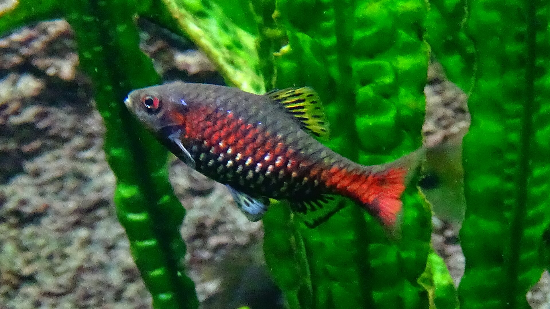 Male Odessa Barb showing a red lateral stripe in a planted aquarium