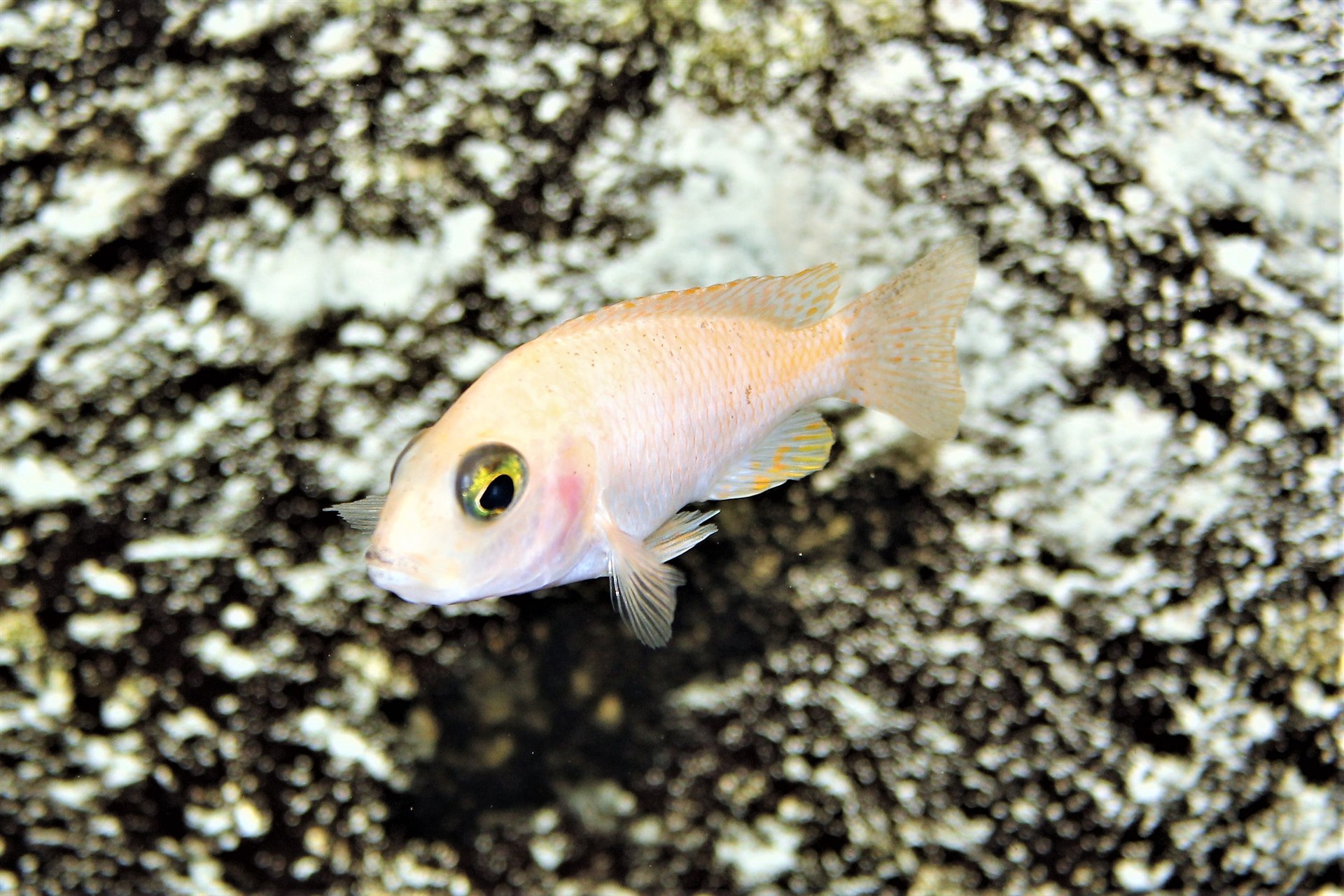 Red Zebra Cichlid Maylandia estherae in an orange color form