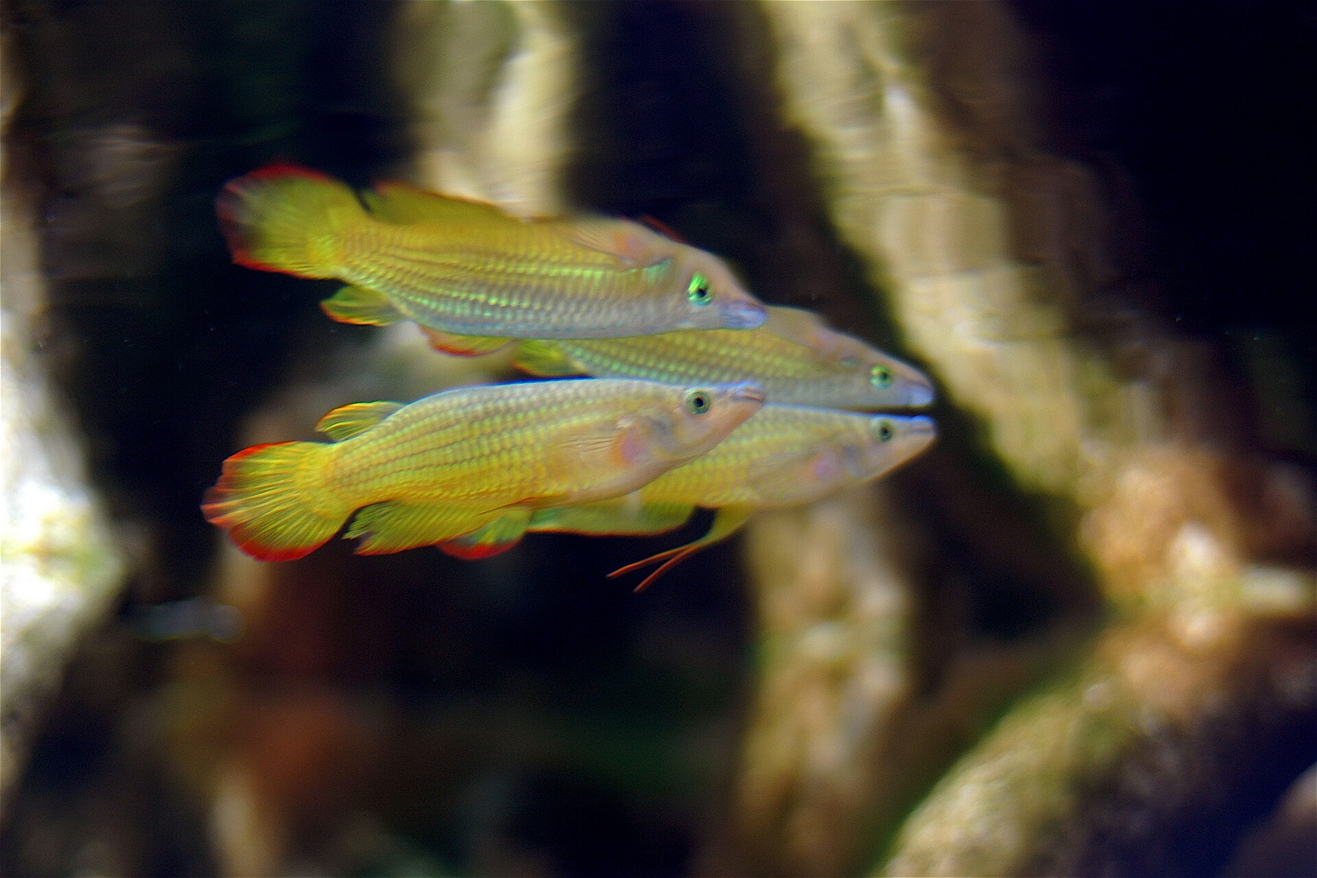 Live Golden Wonder Killifish (Aplocheilus lineatus) swimming underwater
