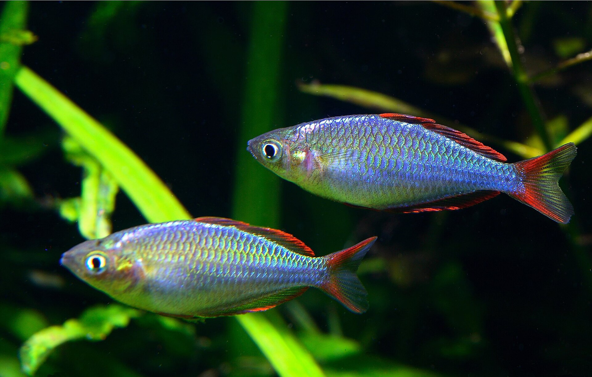 Live Dwarf Neon Rainbowfish (Melanotaenia praecox) swimming underwater