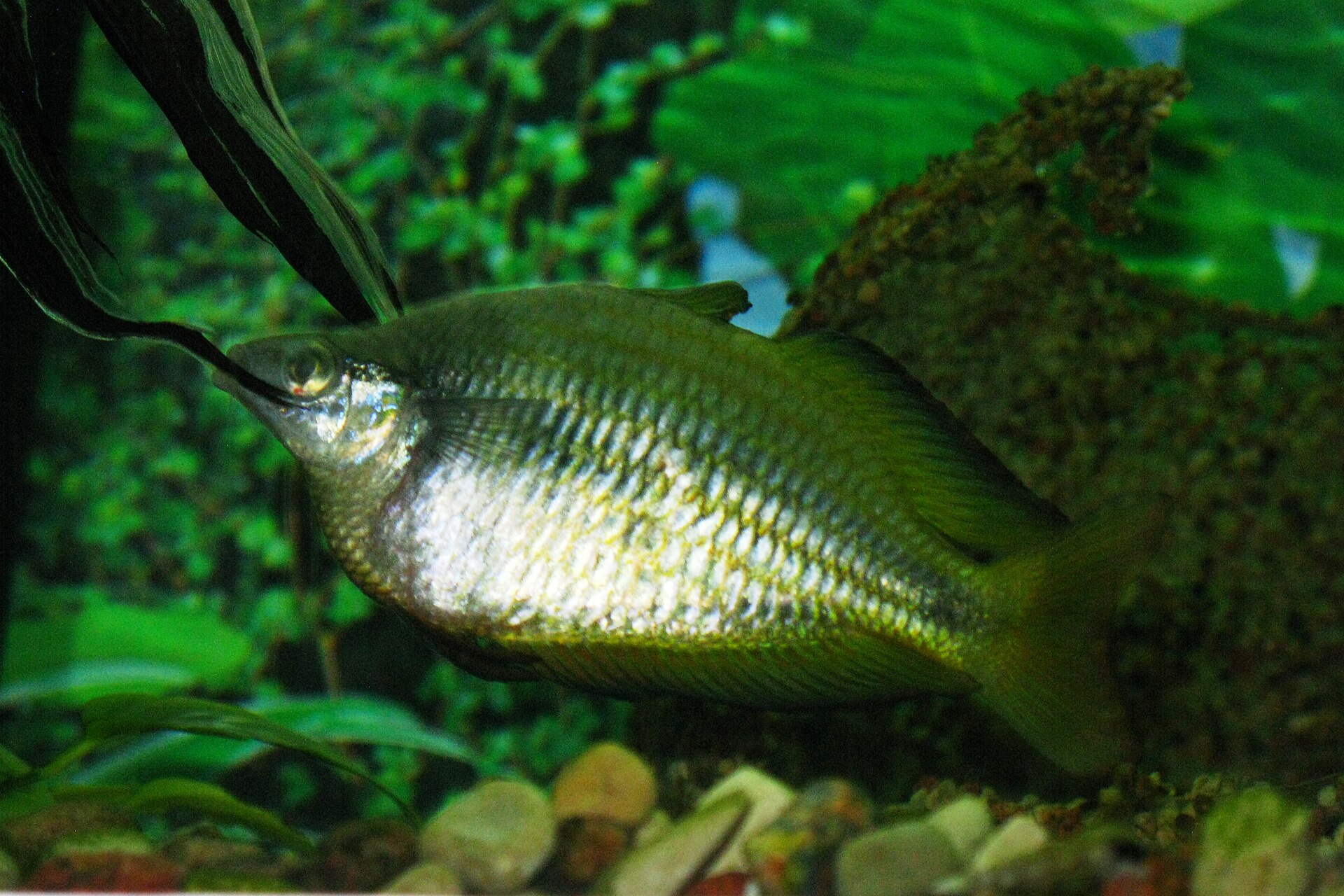 Live Parkinson's Rainbowfish (Melanotaenia parkinsoni) swimming underwater