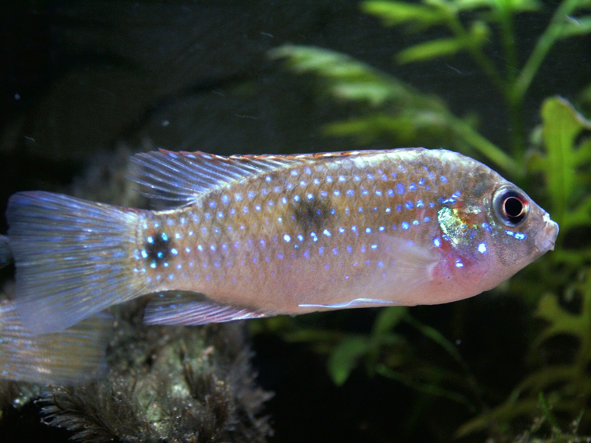 Live African Butterfly Cichlid (Anomalochromis thomasi) swimming underwater