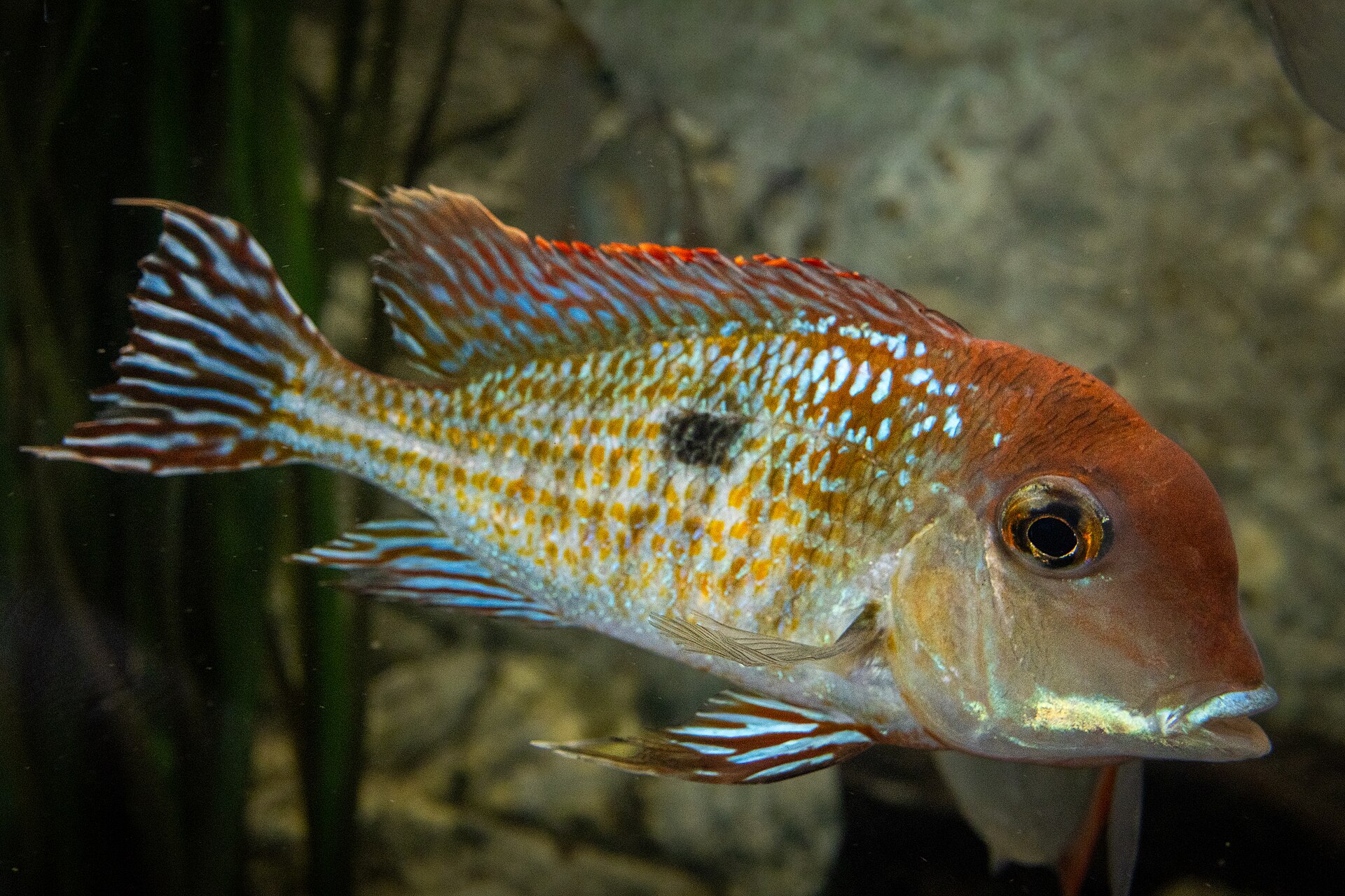 Live Red-head Tapajos Eartheater (Geophagus pyrocephalus) swimming underwater