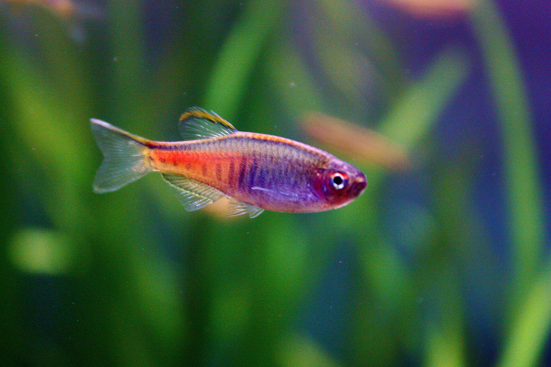 Live Glowlight Danio (Danio choprae) swimming underwater