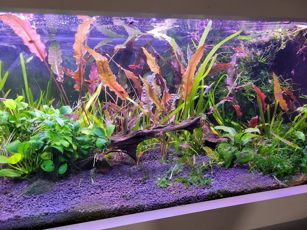 Alexandra's planted freshwater aquarium with crypts, anubias, moss, and driftwood