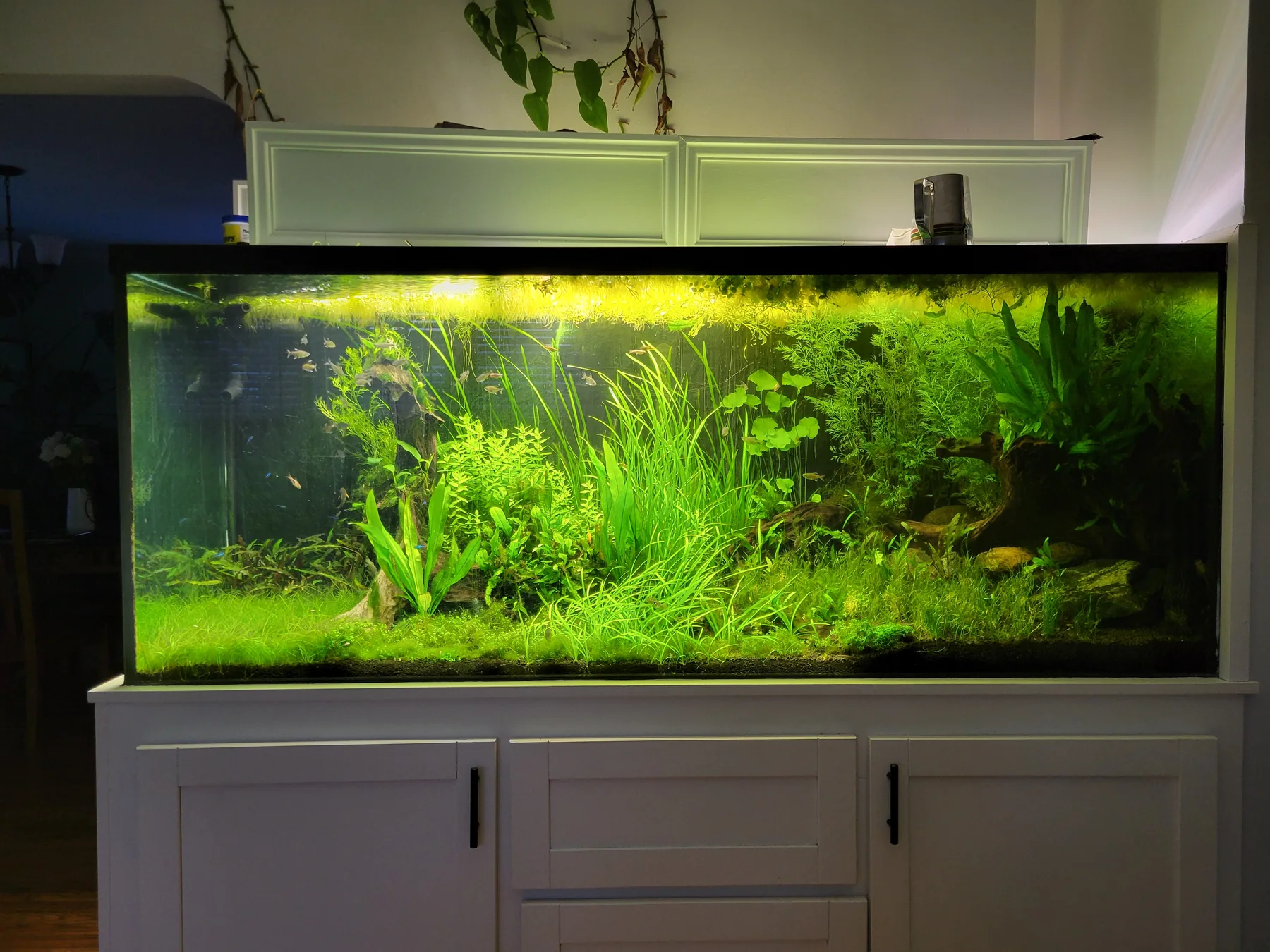 Simon's established 220-gallon planted freshwater aquarium above white cabinetry